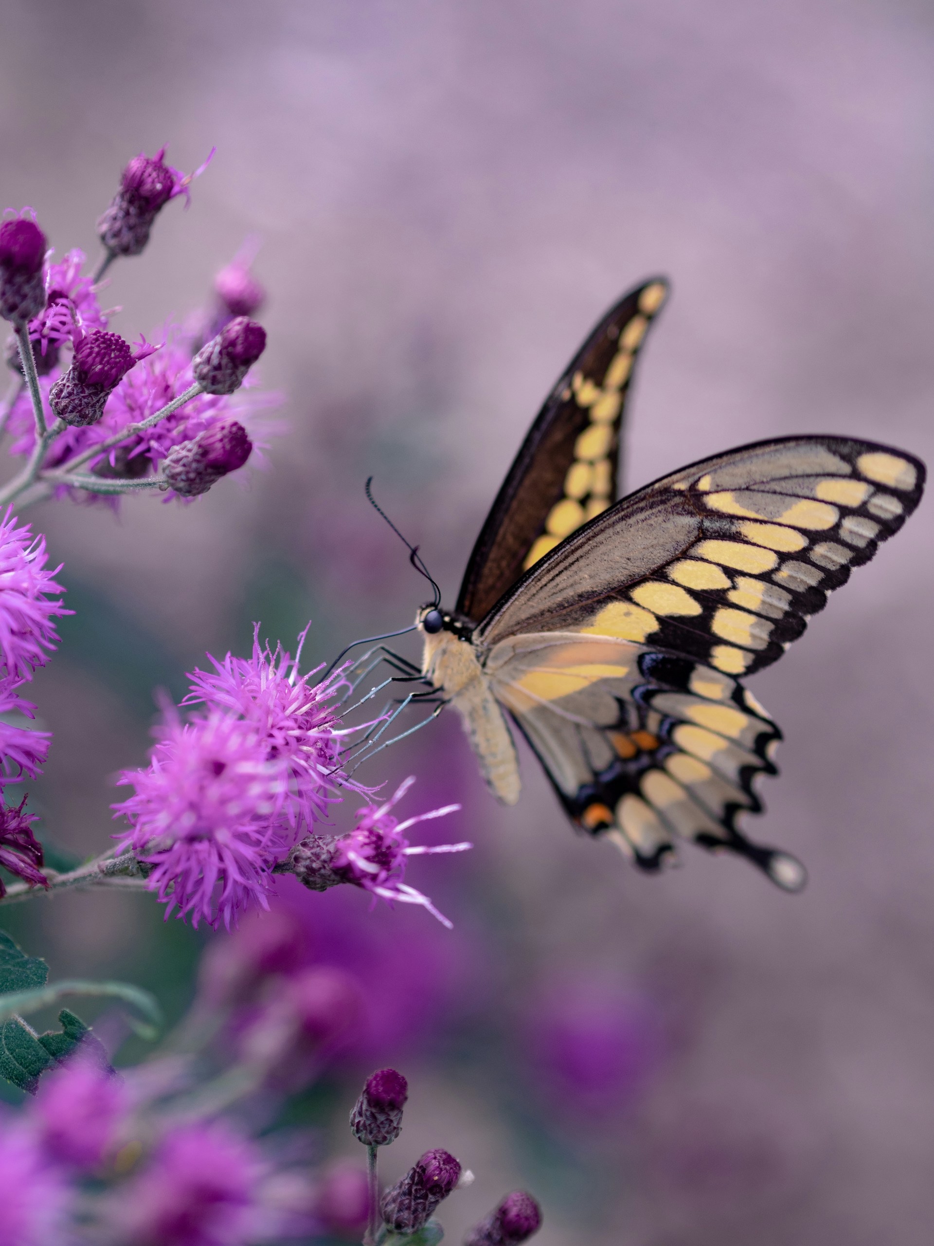 Schulung zum/zur Insektenschutzbeauftragten