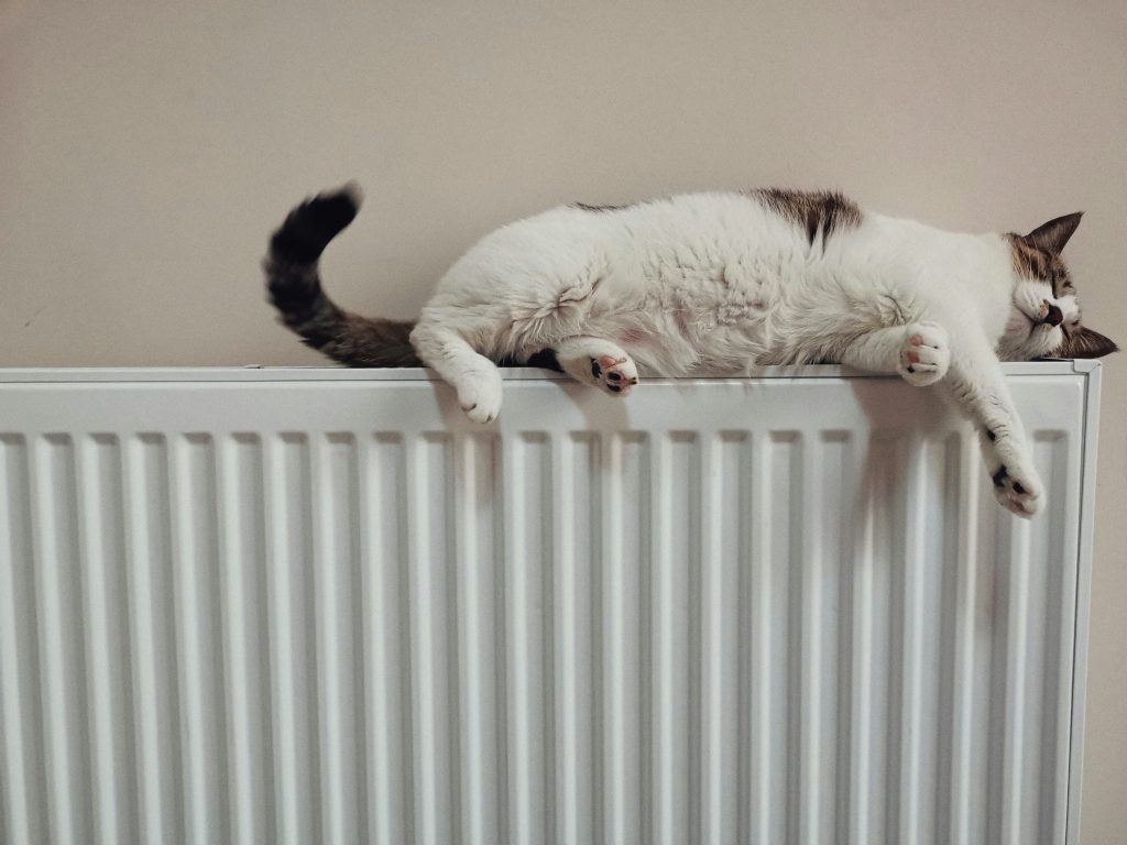 Katze auf Heizkörper