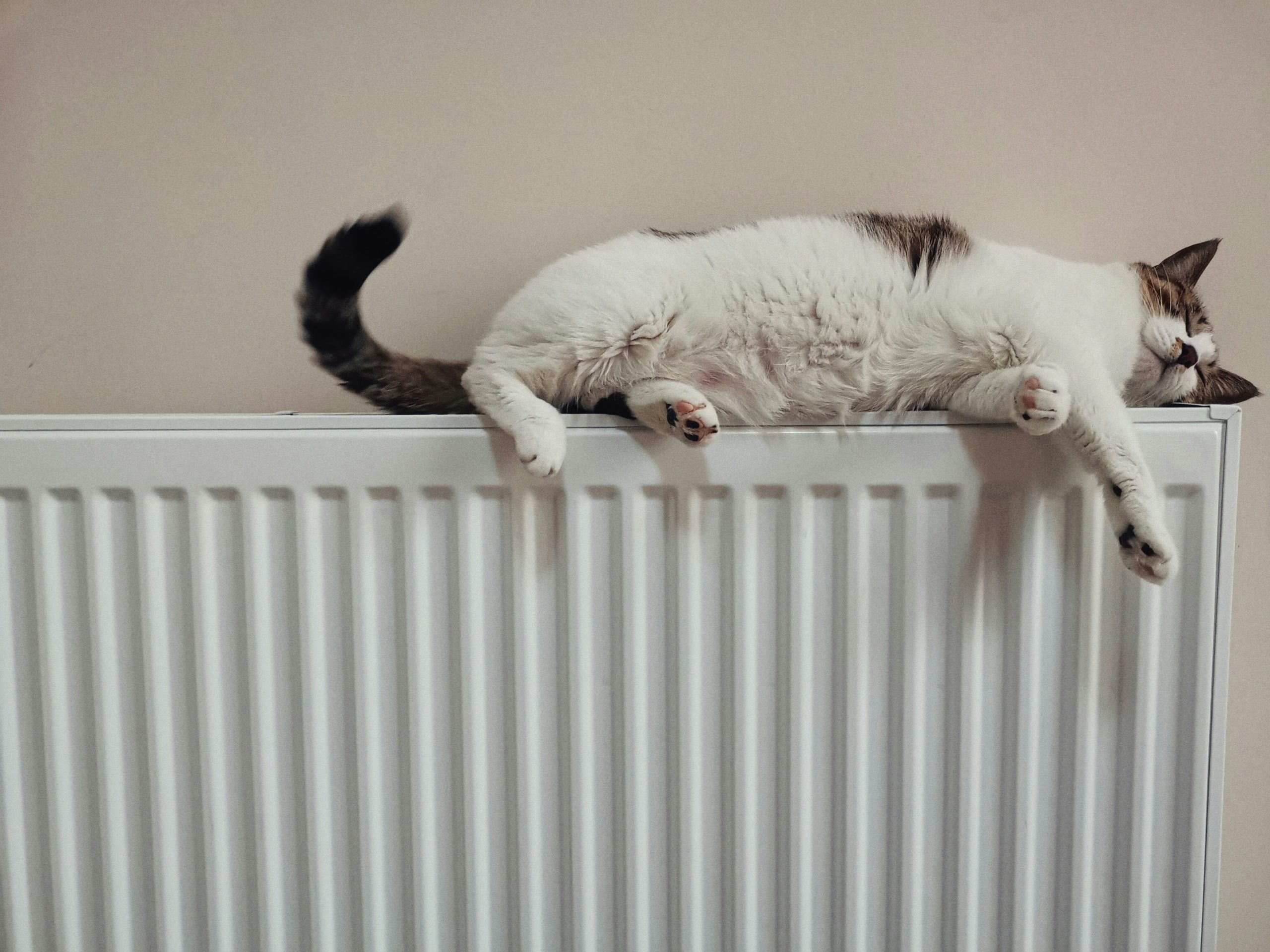 Katze auf Heizkörper