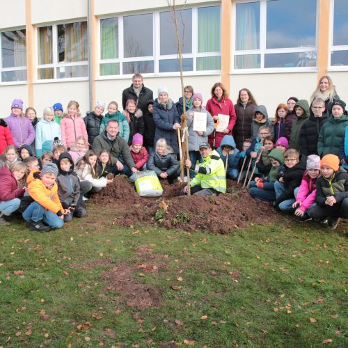 Pflanzung eines Spitzahorns zum Projektabschluss in Dransfeld